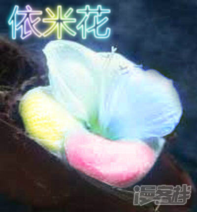 依米花 上:花语