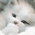 栗子黑猫